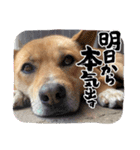 ゴン太マンの日常 Part4（個別スタンプ：7）