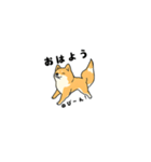 可愛い柴犬225（個別スタンプ：1）