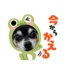 うるまろのスタンプだよ（個別スタンプ：10）