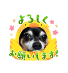 うるまろのスタンプだよ（個別スタンプ：15）