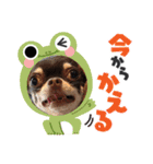 うるまろのスタンプだよ（個別スタンプ：16）