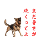 夏の暑苦しい犬たち 酷暑・熱中症注意（個別スタンプ：26）