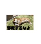 柴犬で暴言を威嚇しよう（個別スタンプ：1）