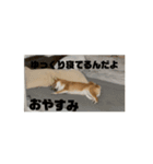 柴犬で暴言を威嚇しよう（個別スタンプ：2）