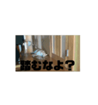 柴犬で暴言を威嚇しよう（個別スタンプ：5）