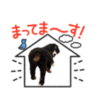 Funny Doggie ②（個別スタンプ：8）