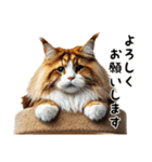 日常で毎日使える猫のメインクーンです。（個別スタンプ：12）