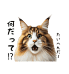 日常で毎日使える猫のメインクーンです。（個別スタンプ：27）