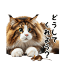 日常で毎日使える猫のメインクーンです。（個別スタンプ：34）