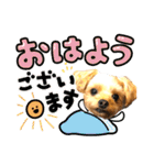 ヨーキーひめちゃん（個別スタンプ：1）