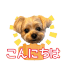 ヨーキーひめちゃん（個別スタンプ：2）
