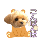 ヨーキーひめちゃん（個別スタンプ：3）