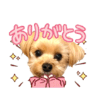 ヨーキーひめちゃん（個別スタンプ：5）