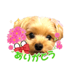 ヨーキーひめちゃん（個別スタンプ：6）