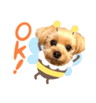 ヨーキーひめちゃん（個別スタンプ：10）