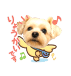 ヨーキーひめちゃん（個別スタンプ：11）