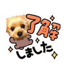 ヨーキーひめちゃん（個別スタンプ：12）