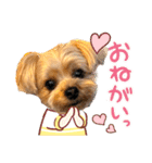 ヨーキーひめちゃん（個別スタンプ：16）
