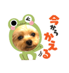 ヨーキーひめちゃん（個別スタンプ：20）
