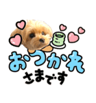ヨーキーひめちゃん（個別スタンプ：21）