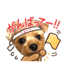 ヨーキーひめちゃん（個別スタンプ：23）