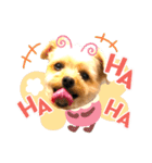 ヨーキーひめちゃん（個別スタンプ：25）