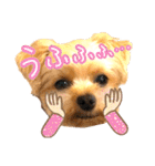 ヨーキーひめちゃん（個別スタンプ：26）