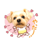 ヨーキーひめちゃん（個別スタンプ：28）