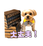 ヨーキーひめちゃん（個別スタンプ：31）