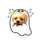 ヨーキーひめちゃん（個別スタンプ：35）