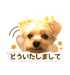 ヨーキーひめちゃん（個別スタンプ：37）