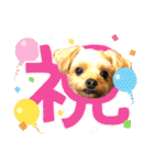 ヨーキーひめちゃん（個別スタンプ：38）