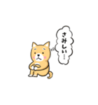 柴犬の柴太郎（個別スタンプ：17）