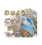 お花と小鳥♡日常会話.丁寧.敬語.気遣い2（個別スタンプ：15）