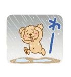 トイプーのぷう太郎 夏と雨（個別スタンプ：30）