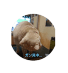 足長マンチカン三成の日常生活パート3（個別スタンプ：3）
