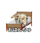 ノアちゃんと日常生活をおくれるスタンプ（個別スタンプ：1）