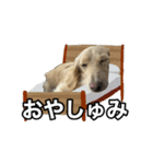 ノアちゃんと日常生活をおくれるスタンプ（個別スタンプ：2）