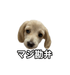ノアちゃんと日常生活をおくれるスタンプ（個別スタンプ：7）