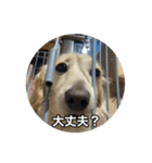 ノアちゃんと日常生活をおくれるスタンプ（個別スタンプ：11）
