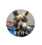 ノアちゃんと日常生活をおくれるスタンプ（個別スタンプ：13）