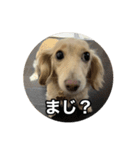 ノアちゃんと日常生活をおくれるスタンプ（個別スタンプ：15）