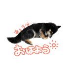 犬似の狸（個別スタンプ：5）