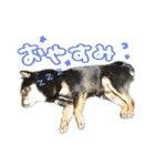 犬似の狸（個別スタンプ：6）