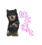 犬似の狸（個別スタンプ：7）