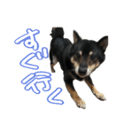 犬似の狸（個別スタンプ：8）