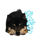 犬似の狸（個別スタンプ：9）