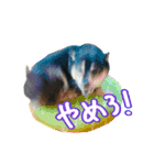 犬似の狸（個別スタンプ：11）