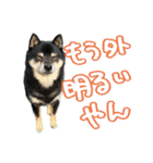 犬似の狸（個別スタンプ：12）