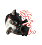 犬似の狸（個別スタンプ：13）